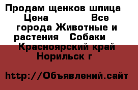 Продам щенков шпица › Цена ­ 20 000 - Все города Животные и растения » Собаки   . Красноярский край,Норильск г.